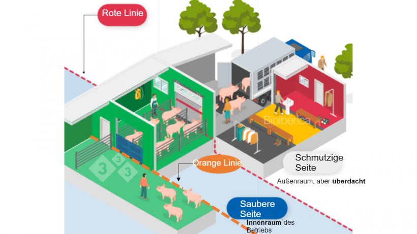 Bild 1: Treibeinrichtung f&uuml;r die stufenweise Verladung von Schweinen auf einen LKW. Zwischen den sauberen und den schmutzigen Zonen wurde eine doppelte Trennlinie (rote und orange gestrichelte Linien) geschaffen, um die Biosicherheit dieses Vorgangs zu verbessern. Bild mit freundlicher Genehmigung von Bioiberica.
