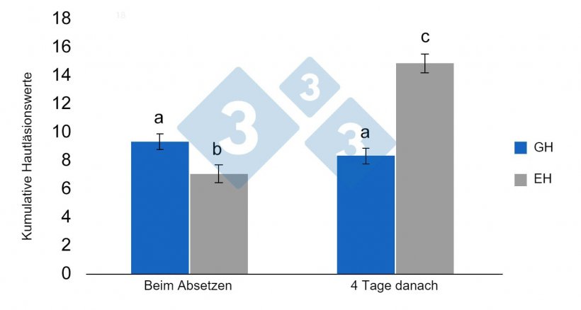 Abbildung 3: Least-Square-Mittelwerte und Standardfehler der kumulativen L&auml;sionswerte der abgesetzten Ferkel, die zuvor in Gruppenhaltung (GH) oder in Einzelhaltung (EH) untergebracht waren. Signifikante Unterschiede sind durch unterschiedliche Buchstaben gekennzeichnet (p&lt; 0,05) (aus Schrey et al., 2019).
