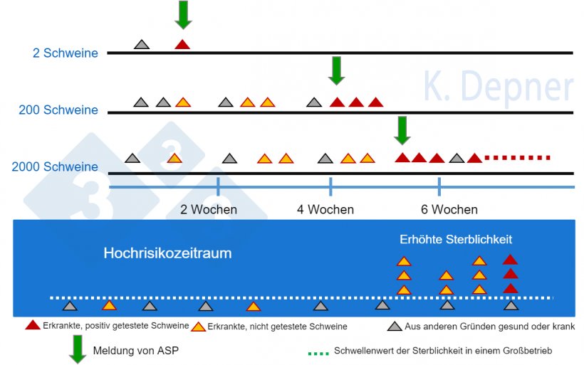 Abbildung 1: Hochrisikozeitraum &amp; Betriebsgr&ouml;&szlig;e: In Kleinbetrieben l&auml;sst sich ASP aufgrund der geringen Anzahl von Tieren im Allgemeinen fr&uuml;h erkennen. In Gro&szlig;betrieben k&ouml;nnen die ersten Tiere, die an ASP erkranken und sterben, &uuml;bersehen werden.

