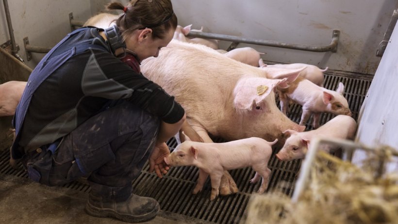 &copy; SEGES Danish Pig Research Centre
