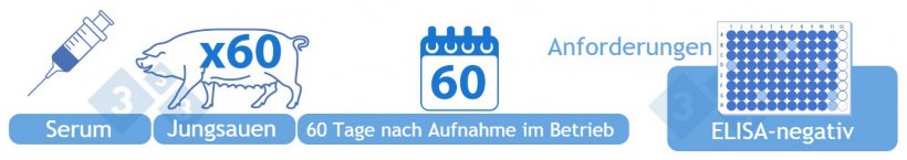 Kategorie III Vorl&auml;ufig Negativ: Testen Sie das Serum von 60 negativen Ersatztieren 60 Tage nach ihrer Aufnahme in den Betrieb mittels ELISA. Um dieser Kategorie zugeordnet zu werden, darf es keine positiven Ergebnisse geben.
