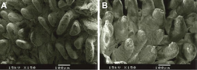 Abbildung 2: Elektronenmikroskopische Aufnahme der Oberfl&auml;che der Duodenalschleimhaut bei Absetzferkeln, die mit A: Futter ohne Ballaststoffzusatz (Zottenh&ouml;he: 538 &micro;m) und B: Lignocellulose zu 1 % (Zottenh&ouml;he: 616 &micro;m) gef&uuml;ttert wurden (nach Silva-Guillen et al., 2022).
