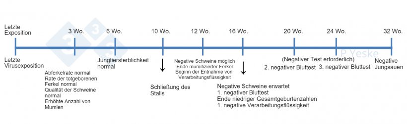 Abbildung 1: Zeitplan f&uuml;r die Stabilisierung des Bestands nach einer Virusinfektion. Hier werden einige Eckpunkte skizziert, die w&auml;hrend der Viruseliminierung zu &uuml;berwachen sind, und welche Erwartungen man haben sollte. Wir sind uns bewusst, dass es in jedem Betrieb einzigartige Umst&auml;nde gibt, die diesen Zeitplan ver&auml;ndern k&ouml;nnen. Aber wenn ein Betrieb den Prozess beginnt, kann das gezeigte Schema als Anhaltspunkt dienen.
