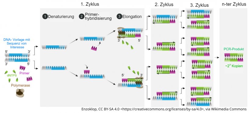 Schematische Darstellung des Ablaufs der PCR
