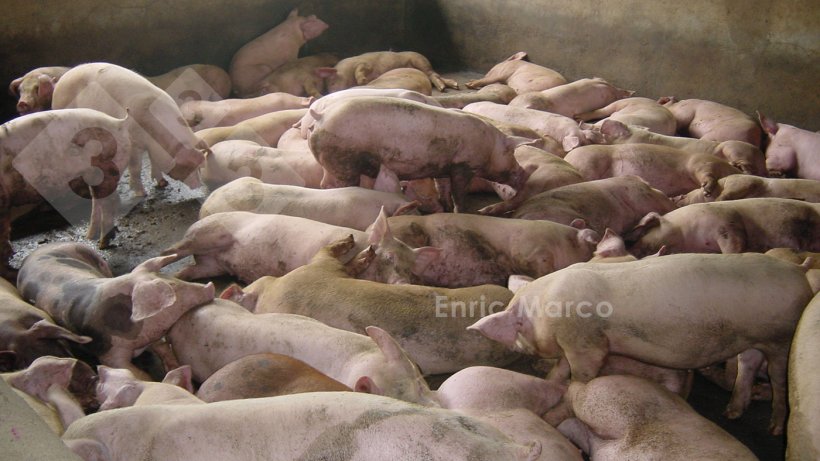 Foto 2: Beispiel f&uuml;r einen Stall mit zu hoher Besatzdichte
