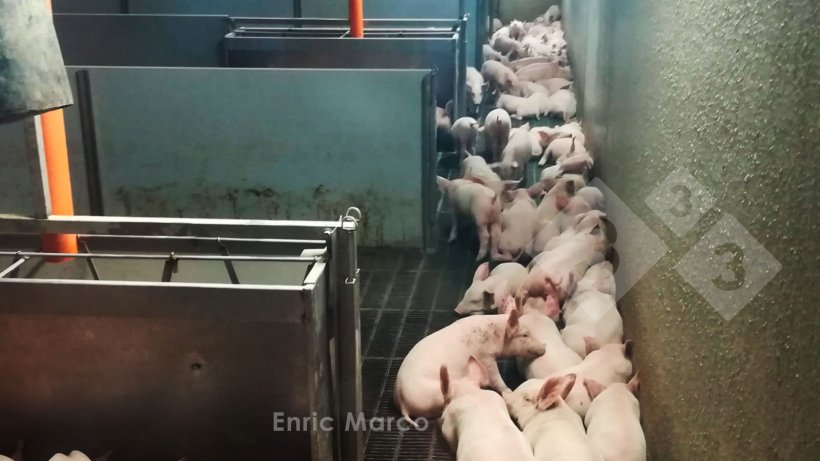 Foto 2: Schweine meiden Luftstr&ouml;me
