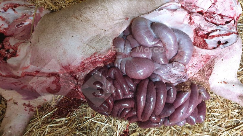 Foto 2: Sektion eines Schweins mit H&auml;morrhagischem Darmsyndrom infolge einer Magendrehung
