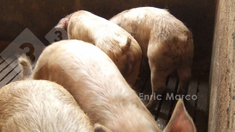 Foto 1: Verlangsamtes Wachstum bei Ferkeln, die von Dysenterie betroffen sind
