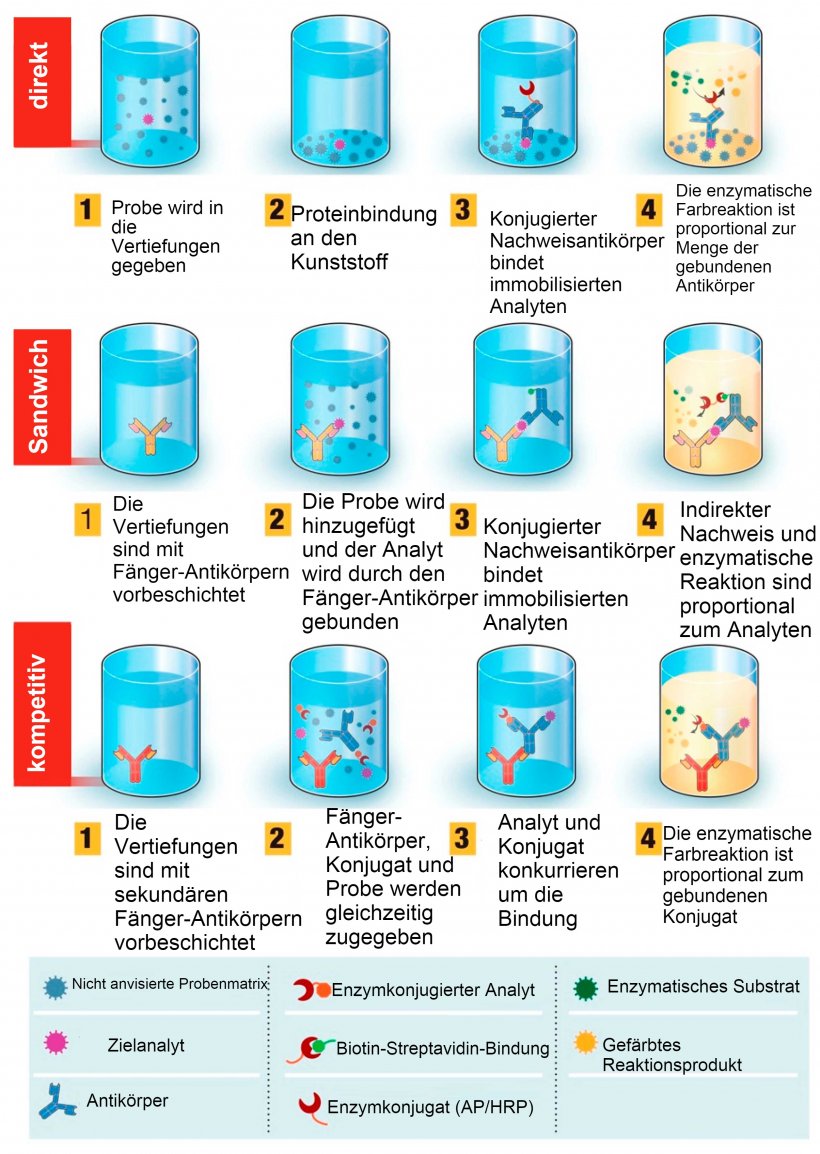 Abb. 1: &Uuml;berblick &uuml;ber diagnostische Tests auf der Grundlage von ELISA (enzyme-linked immunosorbent assay). ELISA-Tests k&ouml;nnen in verschiedenen Formaten angeboten werden, die sich in der Antigen-Immobilisierung und Antik&ouml;rper-Markierung unterscheiden. Beim direkten ELISA werden Virusantigene, die an eine Kunststoff-Festphase gebunden sind, durch Zugabe eines konjugierten Antik&ouml;rpers nachgewiesen. Beim Sandwich-ELISA wird der F&auml;nger-Antik&ouml;rper auf die Kunststoff-Festphase fixiert. Das Antigen in der Probe bindet sich an den F&auml;nger-Antik&ouml;rper und wird dann von einem zweiten enzymmarkierten Antik&ouml;rper nachgewiesen. Beim kompetitiven ELISA wird das Virusantigen der Probe mit dem prim&auml;ren Antik&ouml;rper vorinkubiert und dann zusammen mit einem enzymkonjugierten Antigen, das mit dem Probenantigen um die Bindung an den prim&auml;ren Antik&ouml;rper konkurriert, in eine mit einem sekund&auml;ren Antik&ouml;rper beschichtete Vertiefung gegeben. Je mehr Virusantigen in der Probe vorhanden ist, desto weniger konjugiertes Antigen wird gebunden und desto geringer ist das Signal. Quelle: angepasst von Ghaffari et al. 2020.
