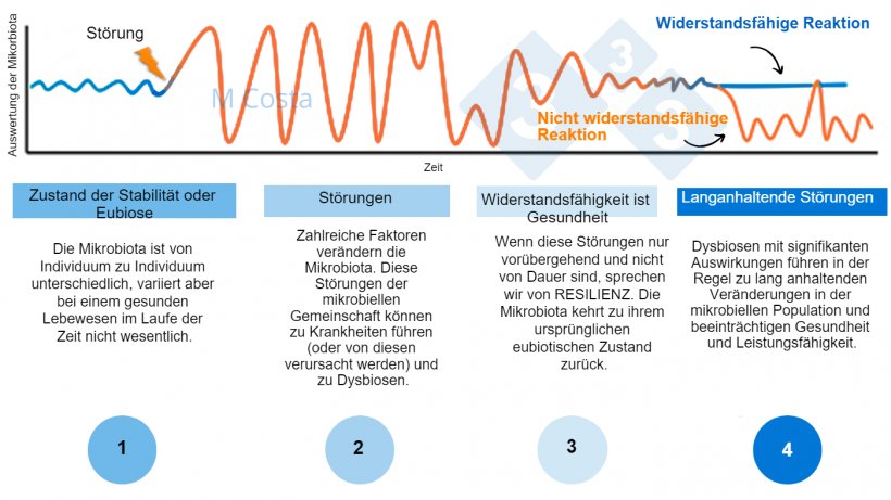 Abbildung 1: Hypothetisches Diagramm zur Darstellung der Reaktion der Mikrobiota auf eine St&ouml;rung 1) Gesunde Individuen haben ein normales Ma&szlig; an Variation in ihrer Mikrobiota, das nicht zu Krankheiten f&uuml;hrt (dies wird als Eubiose bezeichnet). 2) Eine St&ouml;rung (z. B. Hitzestress) kann zu einer Instabilit&auml;t der Mikrobiota f&uuml;hren, die Krankheiten verursacht. 3) Resiliente Mikrobiota kehren in einen Zustand zur&uuml;ck, der dem vor der St&ouml;rung &auml;hnelt und in dem keine Krankheit auftritt. 4) Mikrobiota, die nicht widerstandsf&auml;hig sind, k&ouml;nnen sich nicht erholen und leiden daher unter Dysbiose und einem anhaltenden Krankheitszustand.
