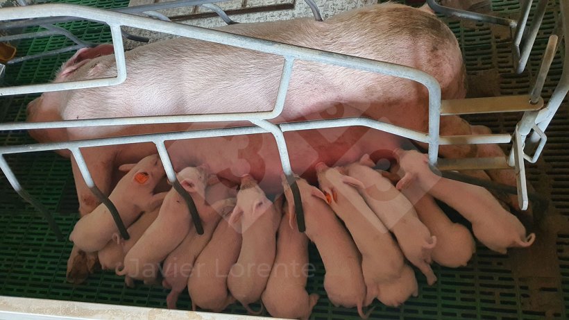 Foto 1: Alle Ferkel werden von der Sau gleichzeitig ges&auml;ugt
