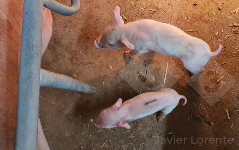 Foto 4: Ferkel aus demselben Wurf mit gro&szlig;en Unterschieden im Geburtsgewicht &ndash; ein wichtiger Faktor f&uuml;r ihre Lebensf&auml;higkeit
