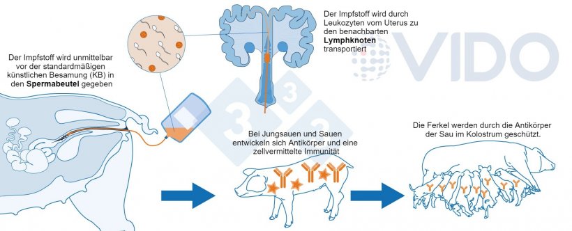 Abbildung 1: Vorgeschlagener Mechanismus des intrauterinen Impfstoffs: Der intrauterine Impfstoff wird w&auml;hrend der standardm&auml;&szlig;igen oder postzervikalen k&uuml;nstlichen Besamung in den Uterus verabreicht, um bei Jungsauen und Sauen eine antik&ouml;rpervermittelte und zellul&auml;re Immunantwort hervorzurufen. Es werden kolostrale Antik&ouml;rper gebildet, die an die neugeborenen Saugferkel abgegeben werden.
