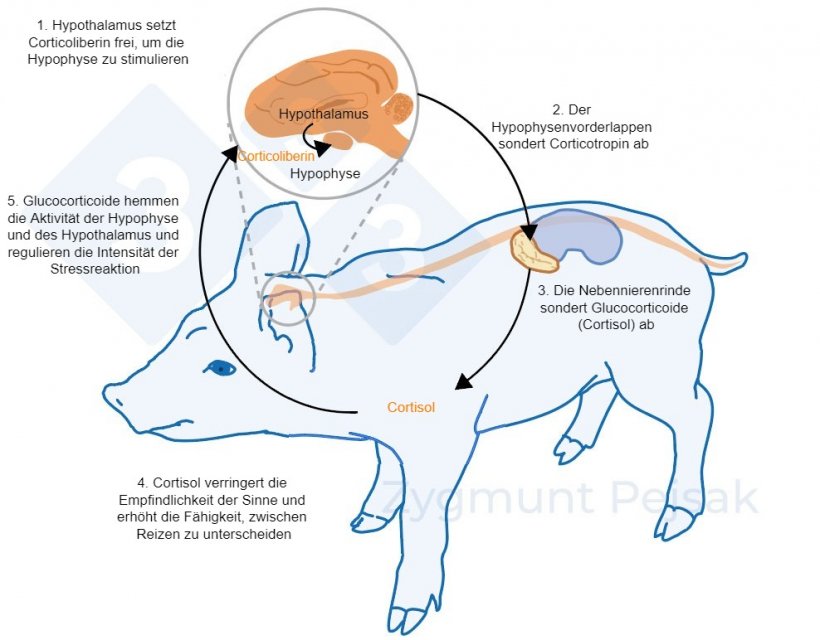 Abbildung 2: Wenige Minuten oder Stunden nach dem Auftreten von Stress wird die Hypothalamus-Hypophysen-Nebennieren-Achse (HHN-Achse) aktiviert. Die Hypophyse sch&uuml;ttet Corticotropin aus, das in der Nebennierenrinde zur Aussch&uuml;ttung von Glucocorticoiden, einschlie&szlig;lich Cortisol, f&uuml;hrt. Glucocorticoide hemmen die Aktivit&auml;t der Hypophyse und des Hypothalamus, wodurch sie die Intensit&auml;t der Stressreaktion regulieren. Cortisol dient bei Schweinen h&auml;ufig als Stressmarker sowie als nichtinvasiver Test f&uuml;r Speichel.
