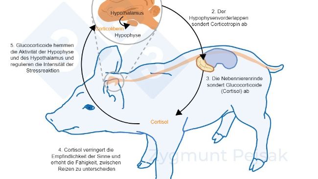 Hypothalamus Hypophysen Achse acth