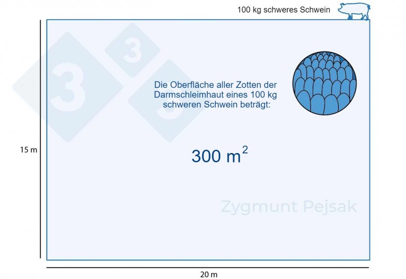 Abbildung 1: Die Darmschleimhaut eines 100 kg schweren Mastschweins hat eine Fl&auml;che von etwa 300 m2.
