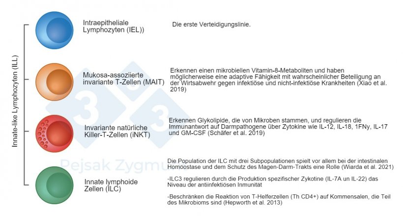 Abbildung 2: Unter dem darmassoziierten lymphatischen Gewebe k&ouml;nnen wir einige wichtige Populationen unterscheiden: Innate-like Lymphozyten (ILL) befinden sich im D&uuml;nndarm und in geringerem Ma&szlig;e auch im Dickdarm und spielen eine wichtige Rolle als Produzenten von Zytokinen, zytotoxischen Molek&uuml;len und antimikrobiellen Peptiden (Hepworth et al., 2013; Sch&auml;fer et al., 2019; Wiarda et al., 2020; Wiarda et al., 2021; Xiao et al., 2019).
