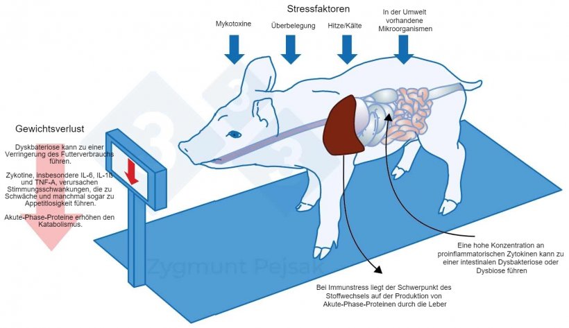 Abbildung 3: Mit einem lang anhaltenden Alarmzustand des Immunsystems verbunden sind zus&auml;tzliche Kosten aufgrund zunehmender Appetitlosigkeit und folglich einer l&auml;ngeren Mastdauer. Da der Druck der Umweltstressoren auf die einzelnen Tiere unterschiedlich wirkt, kommt es zu unterschiedlichen Gewichten bei Absetzferkeln oder Mastschweinen gleichen Alters. Gewichtsunterschiede zwischen Tieren gleichen Alters k&ouml;nnen gravierende wirtschaftliche Folgen haben. Insbesondere bei Jungtieren kann eine Ern&auml;hrung, die keine f&uuml;r die St&auml;rkung der Infektionsabwehr wichtigen N&auml;hrstoffe enth&auml;lt, die Tiere anf&auml;lliger f&uuml;r Infektionen machen.

