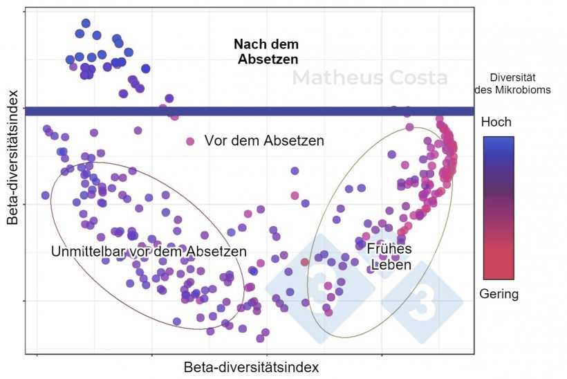 Abbildung 1: Streudiagramm, das die Zusammenh&auml;nge zwischen der Zusammensetzung des Mikrobioms von Schweinen in der fr&uuml;hen Lebensphase (0-7 Tage), unmittelbar vor dem Absetzen (21 Tage) und nach dem Absetzen (100 Tage) zeigt. Die gr&ouml;&szlig;te Ver&auml;nderung ist zwischen den Proben vor und nach dem Absetzen zu beobachten. Die Alpha-Diversit&auml;t erreicht ihren H&ouml;hepunkt nach dem Absetzen (dargestellt als &bdquo;Mikrobiom-Diversit&auml;t&ldquo;).
