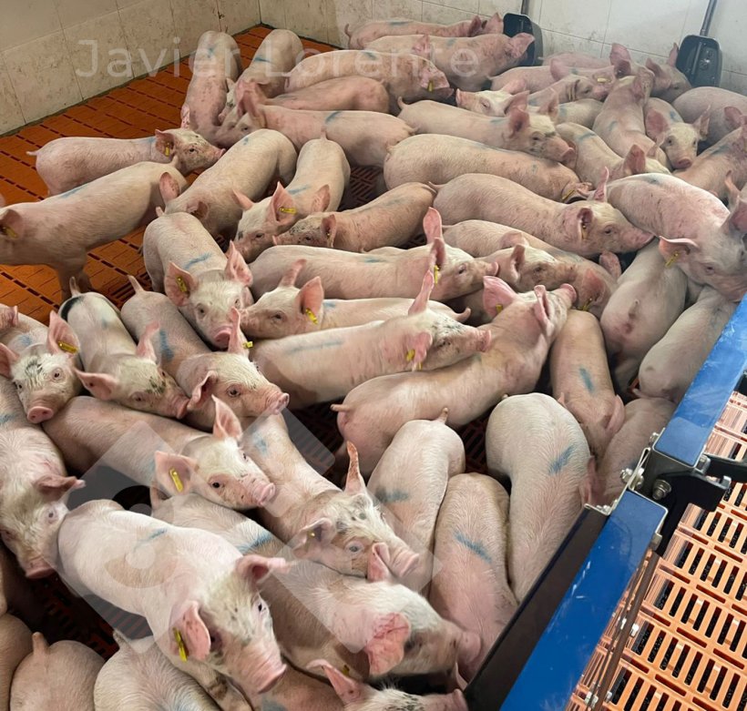 Foto 6: Frisch eingetroffene, noch nicht getrennte Ferkel. Zu hohe Bestandsgr&ouml;&szlig;en f&uuml;hren bei den Tieren zu hoher Stressbelastung.
