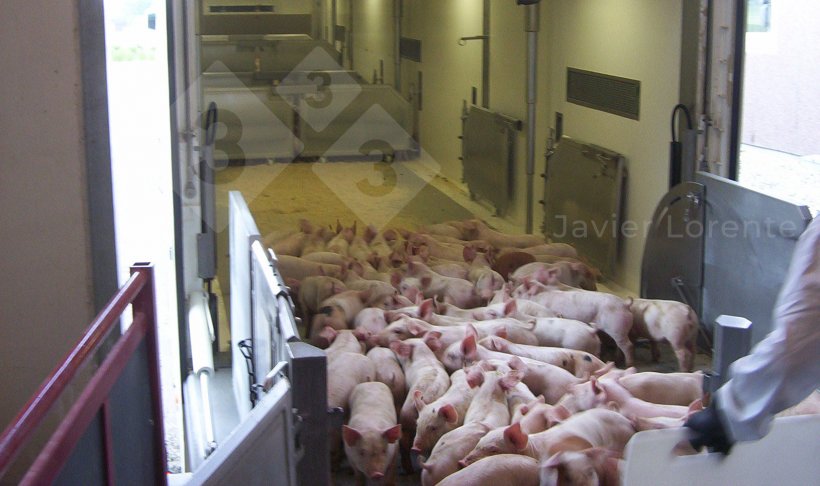 Foto 4: Verladung der Ferkel auf den Lastwagen. Der Lkw ist vorbereitet und geschlossen, um zu verhindern, dass die Ferkel K&auml;lte und Zugluft ausgesetzt sind.
