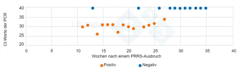 Abbildung 1: Entwicklung der Ct-Werte der PCR in den Wochen nach einem PRRS-Ausbruch
