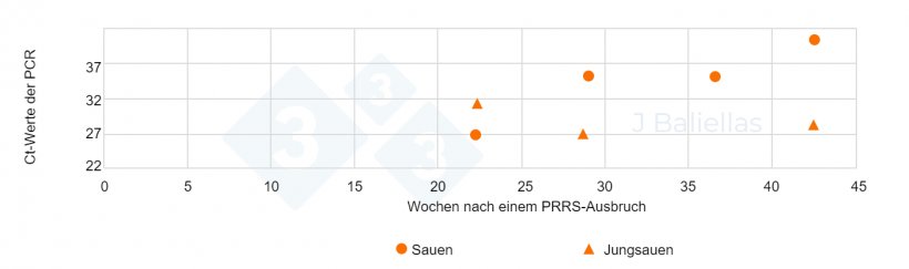 Abbildung 3: Entwicklung der Ct-Werte der PCR von Zungenproben totgeborener Ferkel, die von primiparen und multiparen Sauen stammen, in den Wochen nach einem PRRS-Ausbruch
