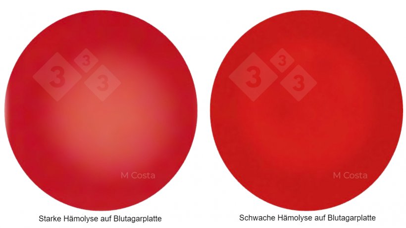 Abbildung 1: Visueller Unterschied zwischen einem stark h&auml;molytischen (links) und einem schwach h&auml;molytischen (rechts) Brachyspira-Stamm. Die Aufnahmen wurden mit 5%igem Schafblutagar gemacht. Die Transparenz ist ein Zeichen der H&auml;molyse (Zerfall der roten Blutk&ouml;rperchen).
