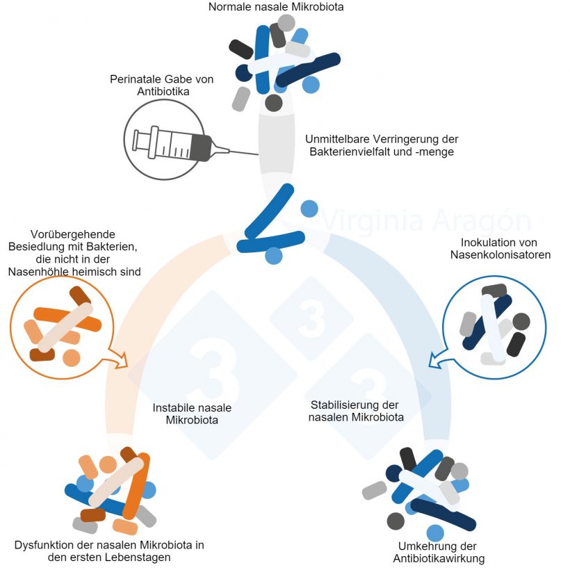 Abb. 1: Perinatal verabreichte Antibiotika f&uuml;hren zu einer Verringerung der Bakterienlast der nasalen Mikrobiota, wodurch sich deren Vielfalt und Zusammensetzung ver&auml;ndert. Diese Ver&auml;nderung h&auml;lt l&auml;nger an, wenn die Muttertiere behandelt werden. Die Inokulation von Nasenkolonisatoren kann diesen Effekt umkehren.
