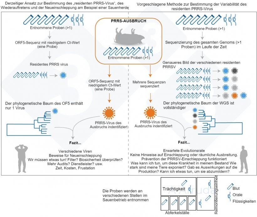 Abb. 1: Illustration eines Beispiels f&uuml;r den derzeit &uuml;blichen Ansatz zur Bestimmung der PRRSV-Variante in einem Betrieb (linkes Feld) und die von uns vorgeschlagene Methode zur Bestimmung der Variabilit&auml;t des residenten PRRS-Virus (rechtes Feld)
