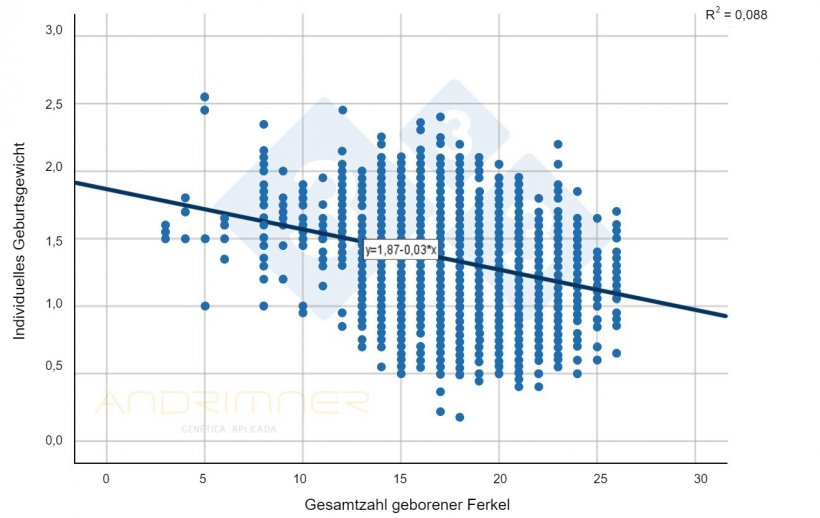 Schaubild 1: Regressionsanalyse der Gesamtzahl geborener Ferkel und des individuellen Geburtsgewichts. Quelle: Javier Lorente. Gewerblicher Betrieb, 3483 Ferkel einzeln gewogen, 2021
