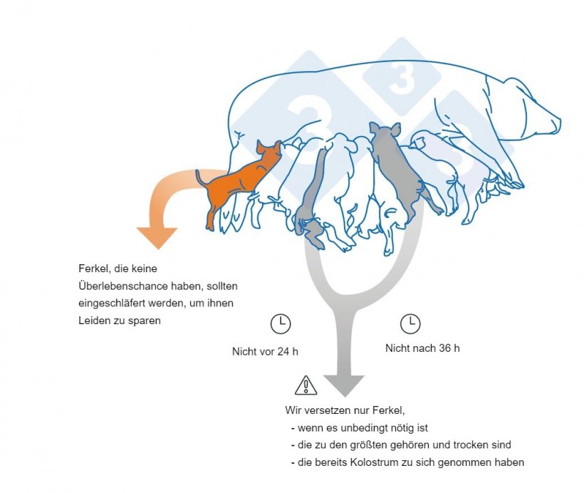 Wichtige Aspekte, die beim Versetzen von Ferkeln zu beachten sind
