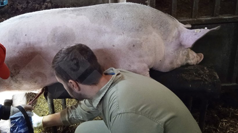 Foto 1: Oberschenkelvenenpunktion bei der Spermagewinnung
