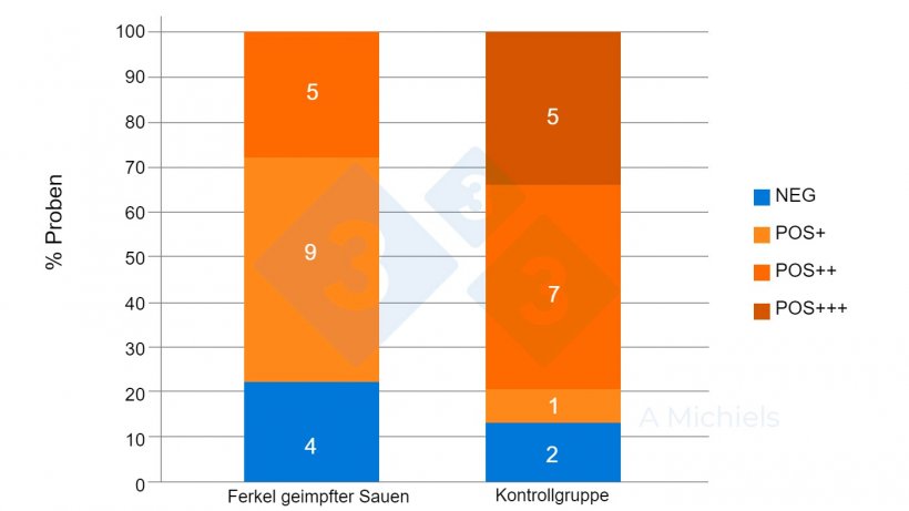 Abbildung 2: Speichelproben von 5 und 8 Wochen alten Ferkeln. Ferkel von geimpften Muttertieren (links) zeigen einen starken R&uuml;ckgang der Pr&auml;valenz von B. bronchiseptica im Vergleich zur ungeimpften Kontrollgruppe (rechts).
