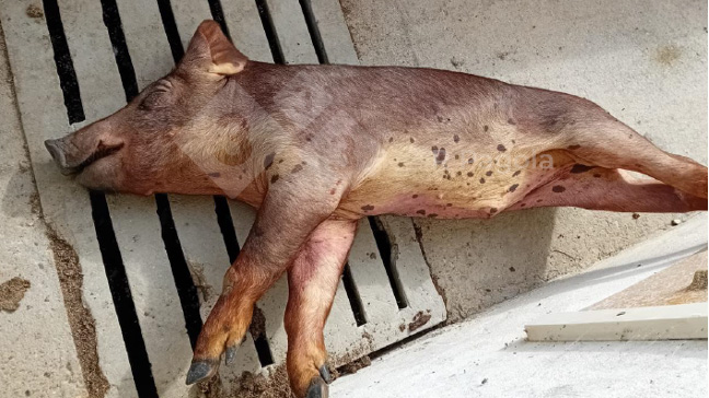 Foto 1: Ausgepr&auml;gte Gelbsucht bei einem erkrankten Schwein.
