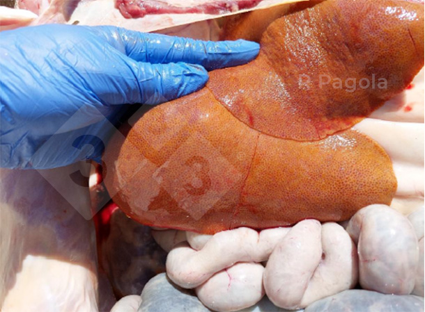 Foto 2: Erscheinungsbild einer Leber bei der Sektion eines erkrankten Schweines.
