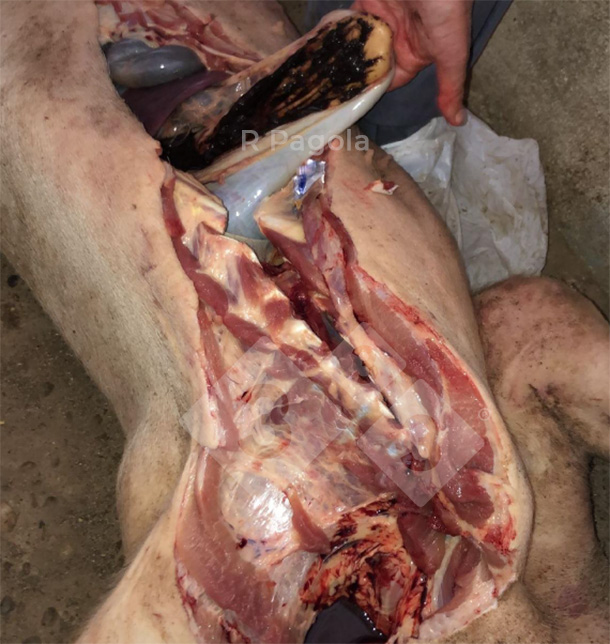 Foto 3: H&auml;morrhagisches Magengeschw&uuml;r bei einem erkrankten Schwein.
