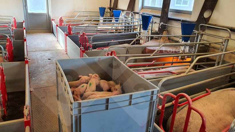 Abbildung 1: Kisten f&uuml;r den schnellen und bequemen Transport der Ferkel.
