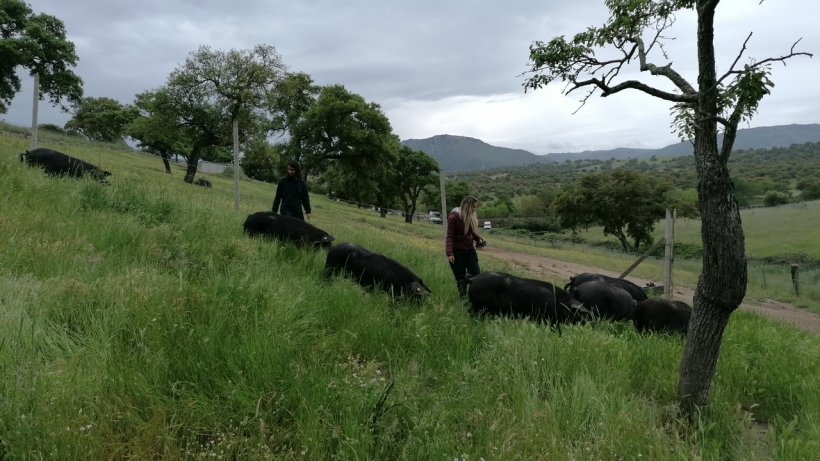 Schweine auf Sardinien
