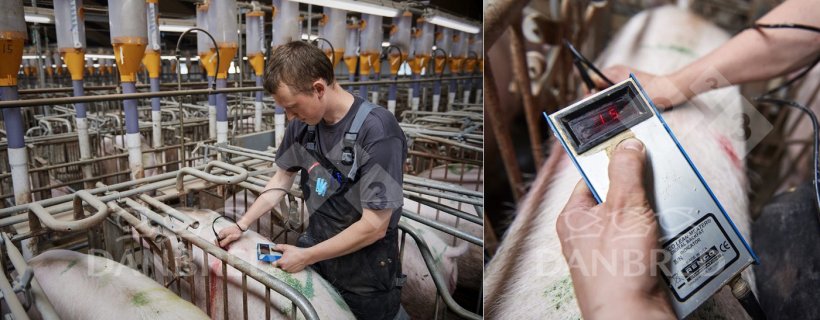 Foto 2: Adulte Sauen sollten so schnell wie m&ouml;glich die ideale K&ouml;rperkondition erreichen (14-17 mm R&uuml;ckenspeckdicke beim Abferkeln).
