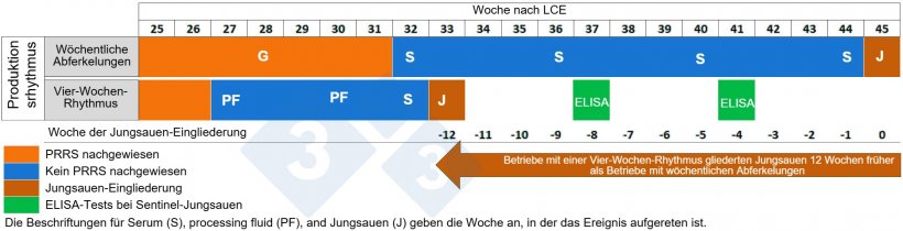 Abb. 2: Vergleich der Jungsauen-Eingliederung zwischen Betrieben mit w&ouml;chentlichen Abferkelungen und Betrieben mit einem Vier-Wochen-Rhythmus
