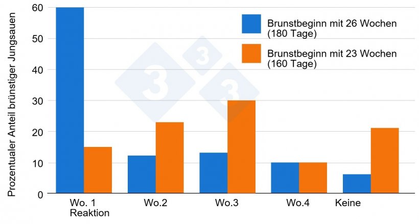 Abbildung 1: Einfluss des Alters der Jungsauen auf ihre Reaktion auf die Exposition gegen&uuml;ber Ebern (Van Vettere et al. 2005)
