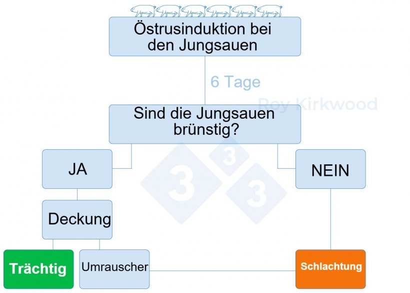 Abbildung 2: Vorgeschlagenes Protokoll entsprechend der Reaktion auf die Pubert&auml;tsinduktion. Anmerkung: Wenn 6 Tage nach der Behandlung weniger als 70 % der Jungsauen in der Brunst sind, haben Sie wahrscheinlich Probleme mit der Brunsterkennung.
