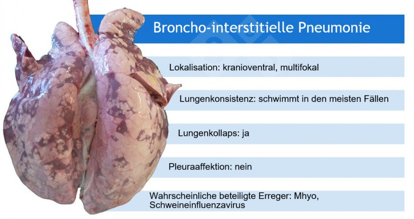 Mhyo: Mycoplasma hyopneumoniae
