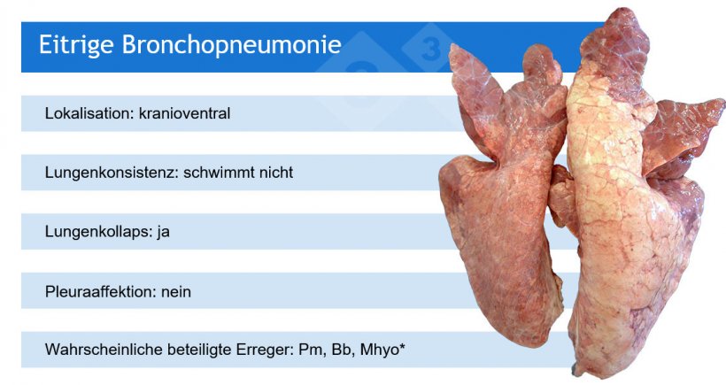 Pm: Pasteurella multocida; Bb: Bordetella bronchiseptica; Mhyo: Mycoplasma hyopneumoniae.
*Mhyo ist in der Regel an eitrigen Bronchopneumonien als ausl&ouml;sender Erreger beteiligt (und verursacht zun&auml;chst eine broncho-interstitielle Pneumonie).
