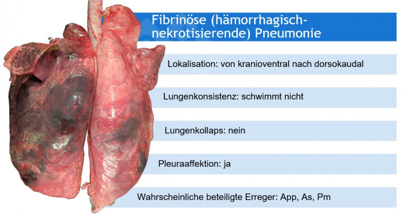 App: Actinobacillus pleuropneumoniae; As: Actinobacillus suis; Pm: Pasteurella multocida
