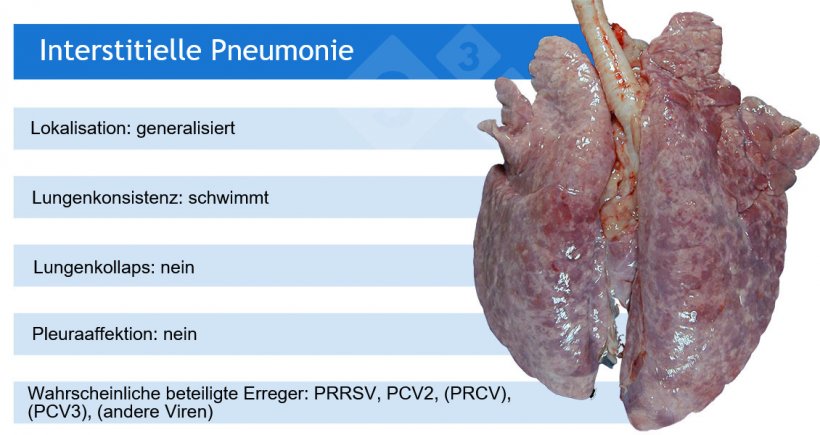 PRRSV: Virus des porzinen reproduktiven und respiratorischen Syndroms; PCV2: porzines Circovirus 2; PRCV: porzines respiratorisches Coronavirus; PCV3: porzines Circovirus 3.
PRCV, PCV3 und andere Viren wie Adenoviren, das Aujeszky-Virus und weitere verursachen in der Regel leichte interstitielle Pneumonien.
