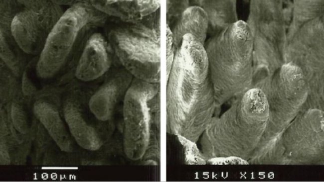 Figura 2. Immagine al microscopio elettronico della superficie della mucosa duodenale nei suinetti svezzati alimentati con A: dieta senza fibre aggiunte (altezza dei villi: 538 &micro;m) e B: 1% di lignocellulosa (altezza dei villi: 616 &micro;m) (adattato da Silva-Guillen et al., 2022).
