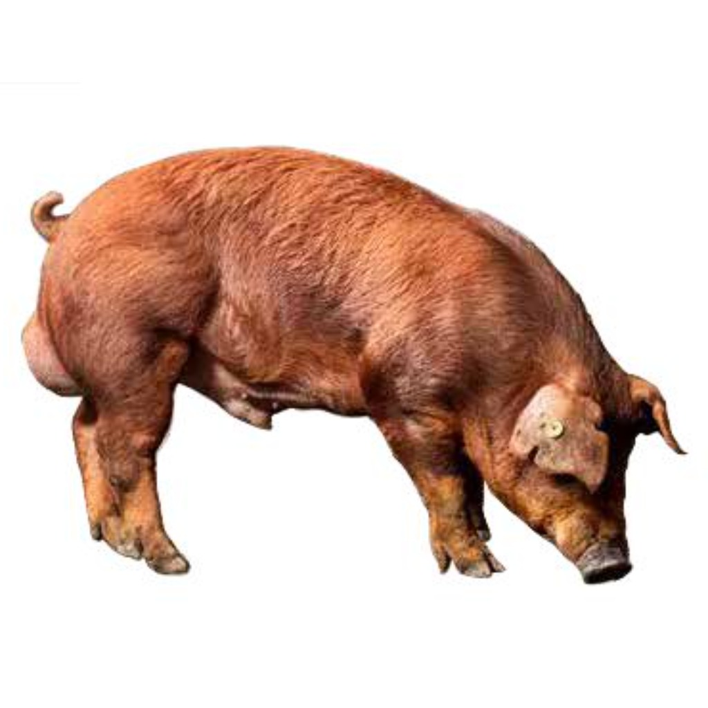 DUROC DANISH GENETICS