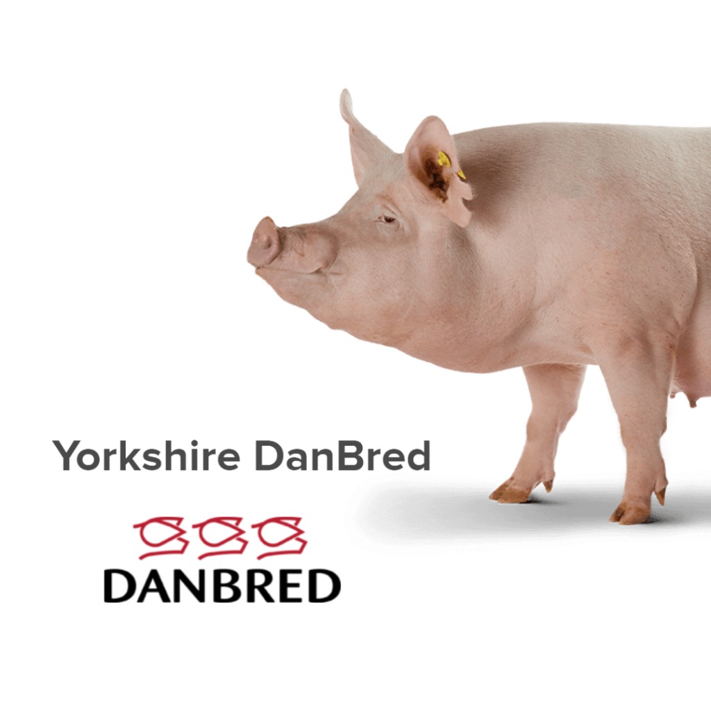 Yorkshire DanBred